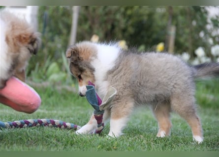 VDH Shelties / Sheltierüde sucht sein zu Hause