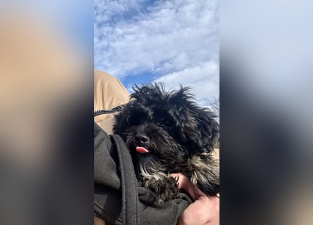 Maltipoo Rüde