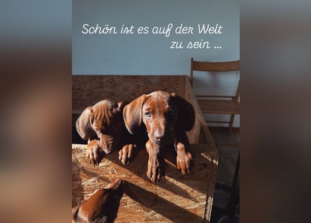 Rhodesian Ridgeback Welpen mit Papieren -Livernose-