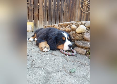 Reinrassige Berner Sennenhundwelpen mit Papiere zu verkaufen