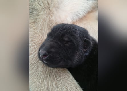 Osteuropäische Schäferhund Welpen
