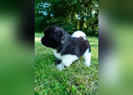 Amerikanische Akita