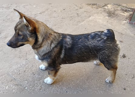 Västgötaspets Welpen