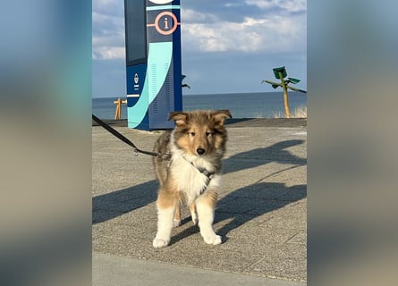 Colliewelpen im amerikanischen Typ
