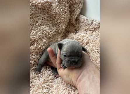 Gesunde Sportliche Französische Bulldoggen aus Familienzucht!