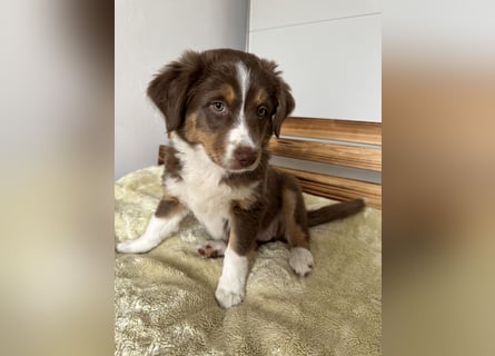 Australian Shepherd Welpen braun/redtri (Minimix/Reinrassig)+ Gesundheitszeugnis