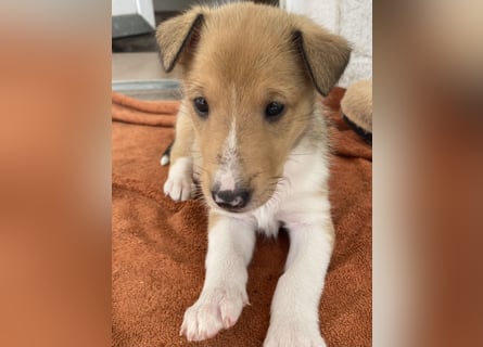 Lang- und Kurzhaar- Collie- Welpen