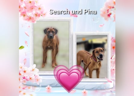 Wir erwarten Rhodesian Ridgeback Welpen Anfang März