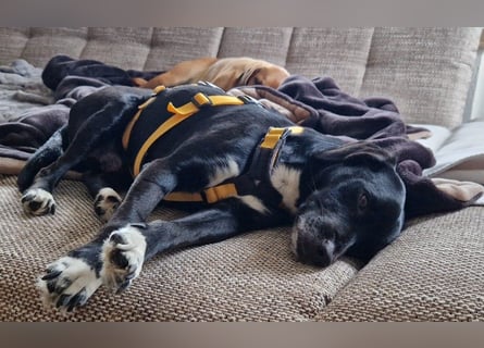 Rocchino: Anfängerhund in schöner Größe