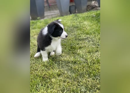 Diese süßen Australian Shepherd Fellnasen