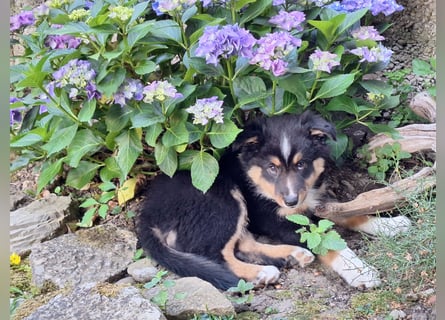 2 bunte Border-Mini-Shepherd Mischlinge an Hundeerfahrene Menschen abzugeben