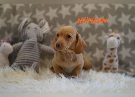Wunderschöne Reinrassige Zwergdackel Babys