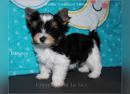 Yorkshire Terrier Welpen -verschiedene Farbgebungen u. Größen