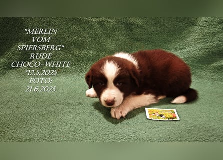Border Collie-Welpen , black-,choco-,red-white und red-,black-merle