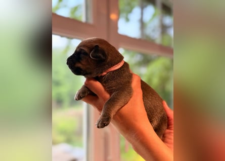 Wurf Cane Corso/Flat & Broholmer