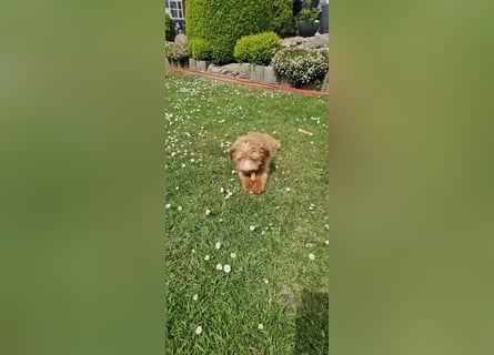 Miniature Aussiedoodle Welpen