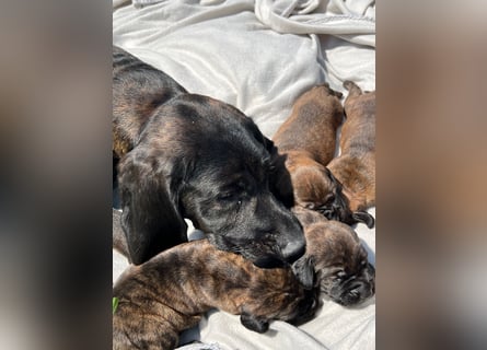 Wurfankündigung für den 22.04.2025 --- Hannoversche Schweißhunde
