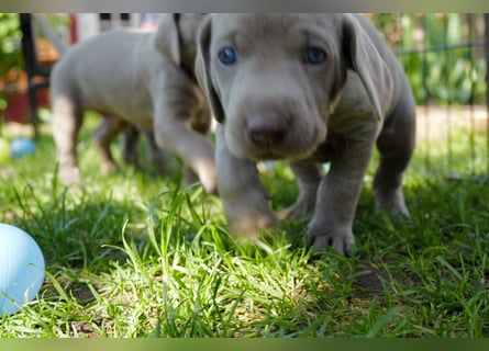 Weimaraner-Mix Welpen aus liebevoller Verpaarung – 12 kleine Wunder suchen ihr Zuhause