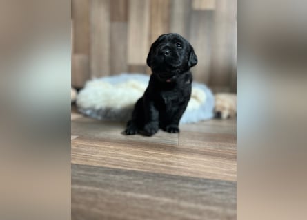 Reinrassige Labrador Welpen m.P. aus liebevoller Zucht