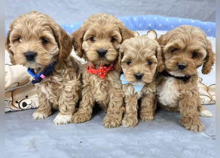Schöne Cockapoo-Welpen
