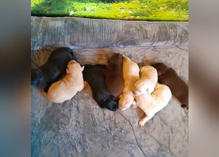 Reinrassige Labradorwelpen