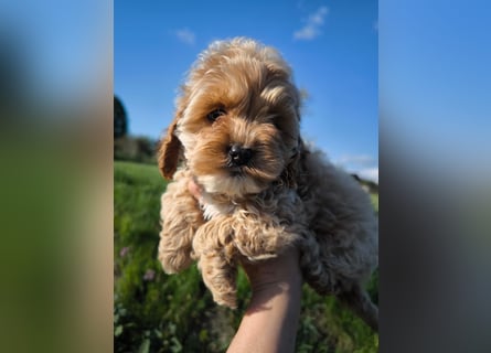 Wunderschöne Cockapoo-Welpen