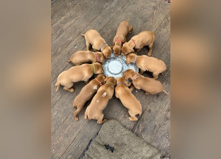 Magyar Vizsla aus Jagdlicher Leistungszucht. Ein Rüde sucht noch sein perfektes Zuhause