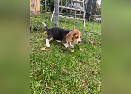 Beagle Welpen