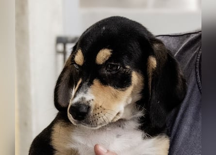 Kokonimix Tammy und Sammy suchen ein Zuhause