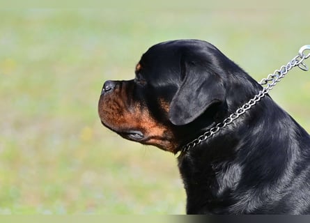 Rottweiler welpen