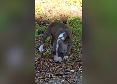 Mini bullterrier - Australian shepherd mix welpen