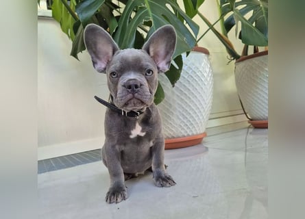 Französische Bulldoggen Welpen mit AT und Nase
