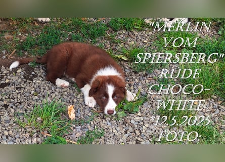 Border Collie-Welpen , black-,choco-,red-white und red-merle