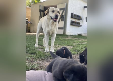 Reinrassige, schwarze Labrador-Welpen von der Mecklenburger Seenplatte