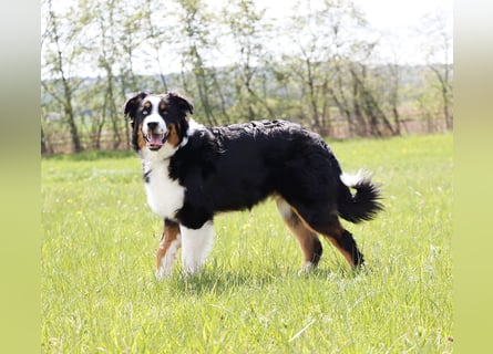 Australian Shepherd sucht Pflegefamilie