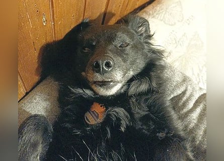 ungar. Zamperl MOLLY - 8 Jahre, 35cm/9,8kg - kleiner Mischling