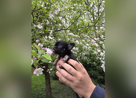 Chihuahua Welpen mit Ahnentafel