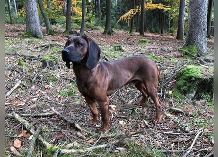 Hannoverscher Schweißhund/ Bayerischer Gebirgsschweißhund Mischlingswelpen