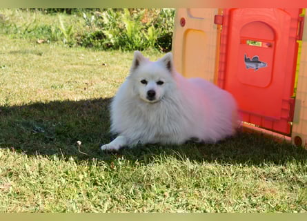 Japan Spitz Welpe