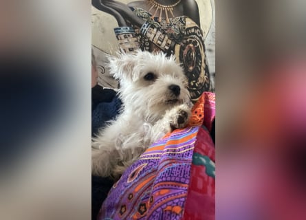 Weiße Zwergschnauzer Welpen nicht haarend reinrassig