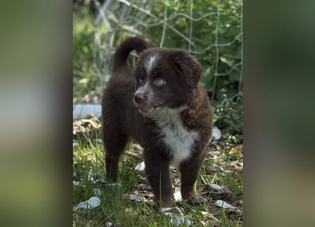 Tolle Australian Shepherd Welpen suchen Ihre Herzenfank