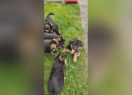 Schäferhund Welpen