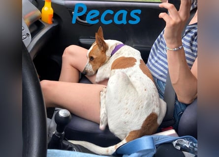 NOTFALL!! PECAS RENNT DIE ZEIT DAVON!! geb. 05/2022 (in Deutschland)