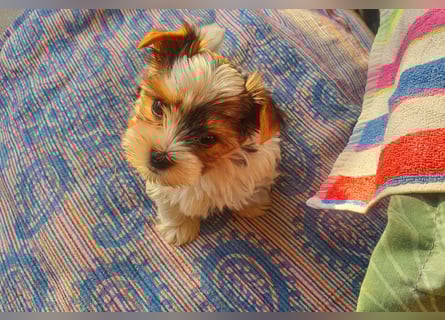 Kleiner Biewer Yorkshire Terrier Welpe a la Pom Pon tricolor / reinrassig / selten Rüde