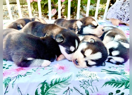FCI Pedigree Blue Eyed Black & White Siberian Husky Champion Puppy