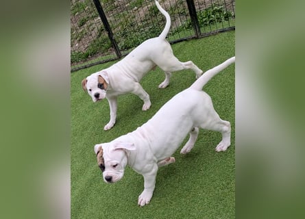 American Bulldog Welpen