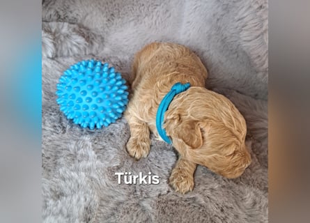 Maltipoo Welpen