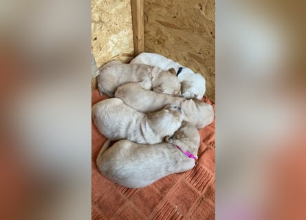 Golden Retriever Welpen