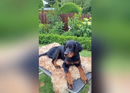 Gordon Setter Mädchen Sheila und Scarlett suchen nette Kuschelpartner