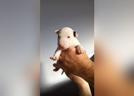 Miniatur Bullterrrier Welpe Hündin